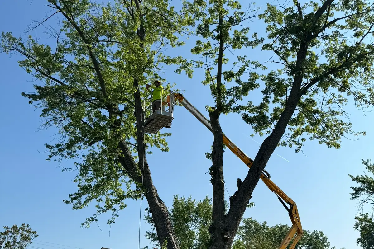 Foundations Tree Experts climber pruning a mature tree from a bucket truck
