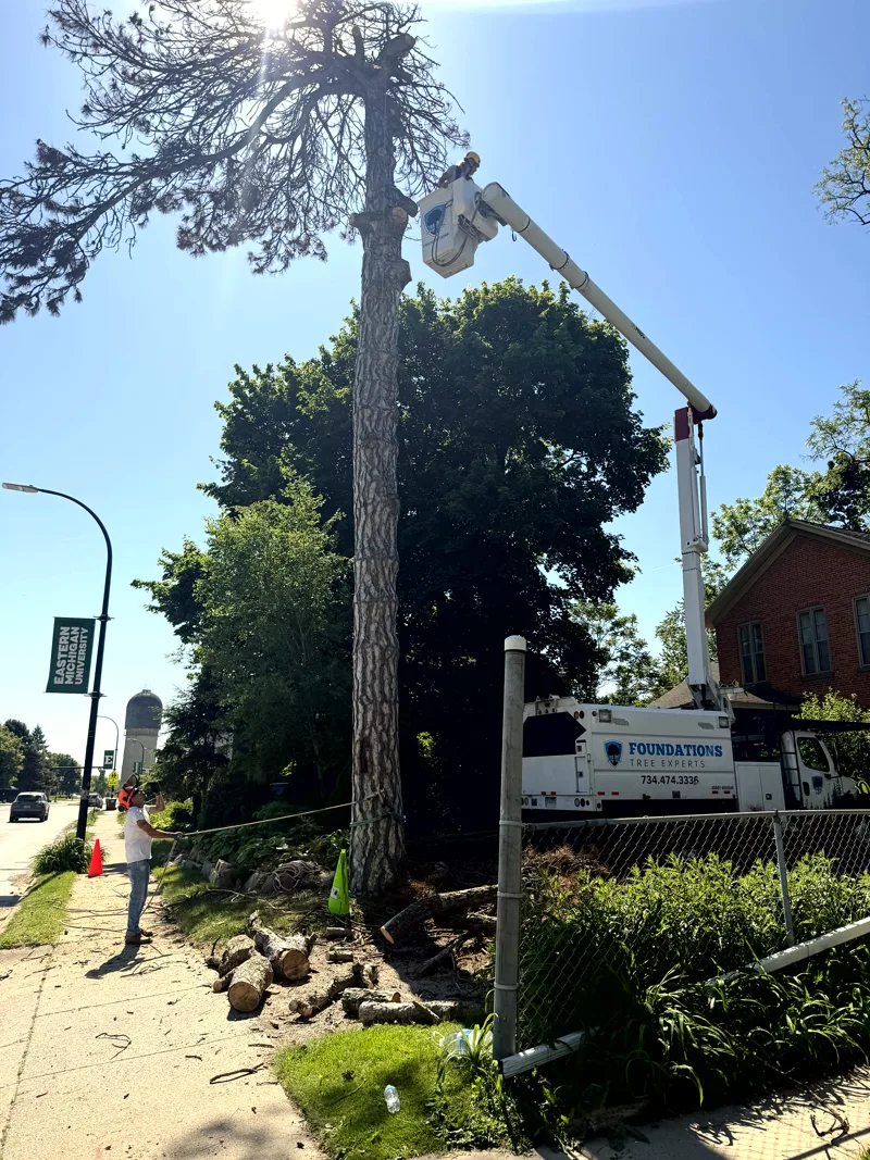 Foundations Tree Experts bucket truck and crew removing a large tree near Eastern Michigan University with the Ypsilanti water tower visible