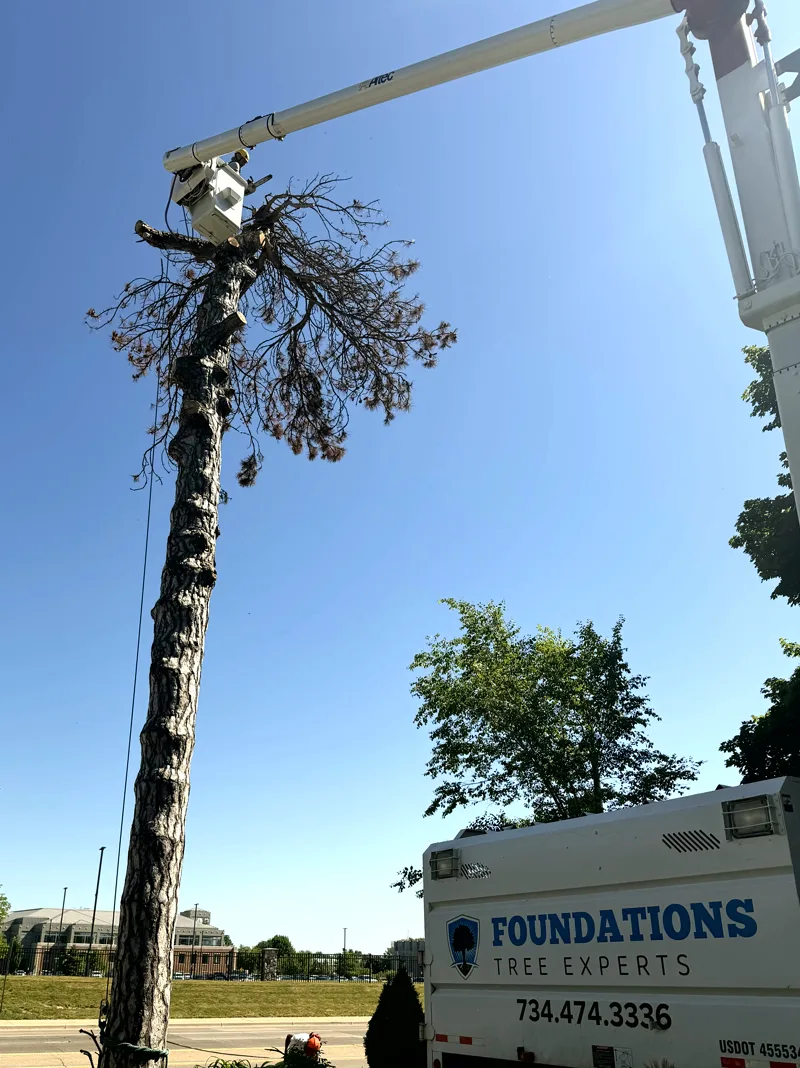 Bare trunk and Foundations Tree Experts branded truck during tree removal in Ypsilanti